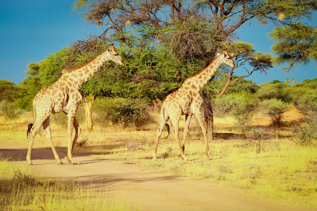 Otjiwa Safari Lodge Otjiwarongo Ngoại thất bức ảnh