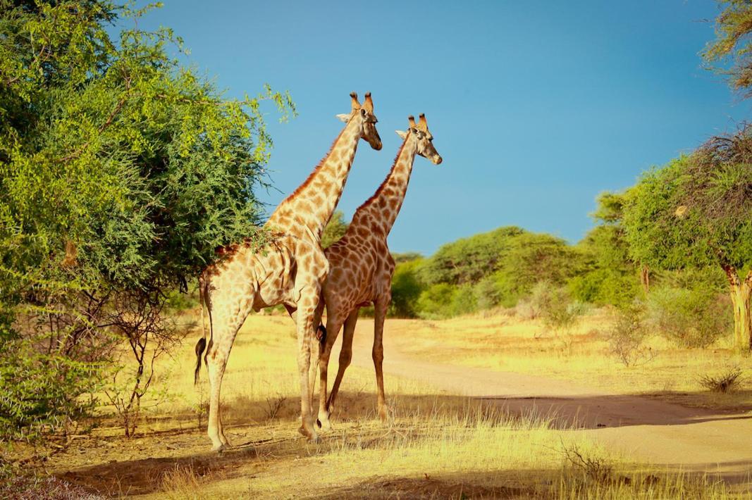 Otjiwa Safari Lodge Otjiwarongo Ngoại thất bức ảnh